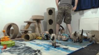 Clone Trooper Kittens - Minion Check 9-2