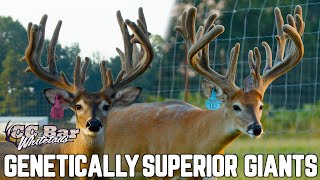 Genetically CWD Protected Deer at CC Bar Whitetails