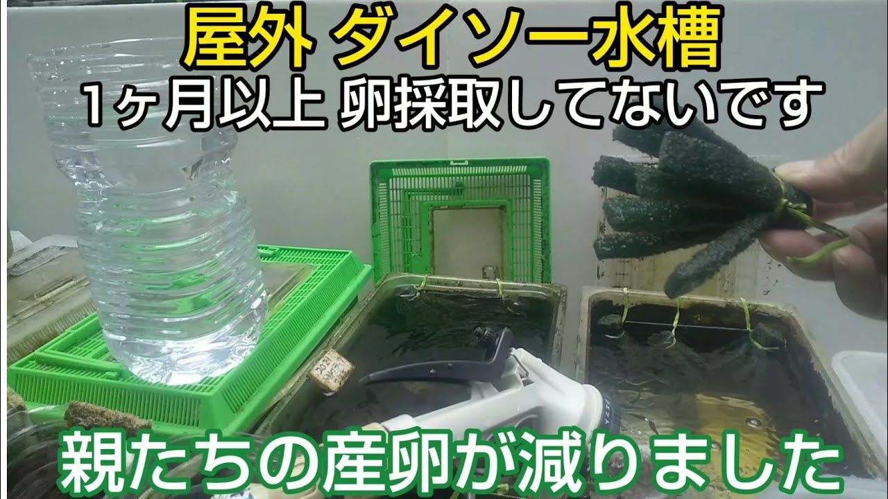 親メダカたちの産卵が減りました 屋外ダイソー水槽 1ヶ月以上ぶりの卵採取しました Youtube