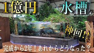 神回‼一億円水槽‼徹底紹介‼　aquarium　アクアリウム　テラリウム　熱帯植物　　熱帯魚　水草　流木　メダカ