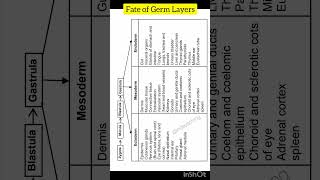 Fate of germ layers - ectoderm, mesoderm & endoderm | neet biology | class 12th biology