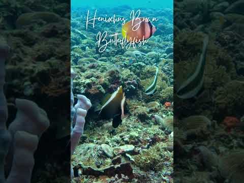 Heniochus Brown Butterflyfish