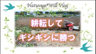 【自然栽培の土作り・除草と耕耘】引っ張っても抜けない！根っこが頑固なギシギシは、耕耘→掘り起こす→取り除く→退治