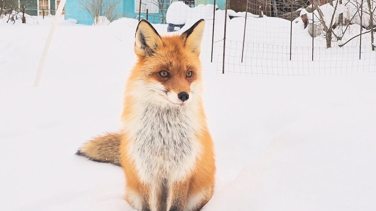 (1223) Лиса приходит в гости. Февраль 2026