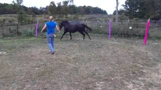 Grey Quarter Horse Filly for Sale
