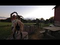 VR of Buck the Goat doing some simple tricks for treats