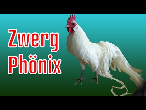 Zwerg-Phönix Hühner: Fasane
