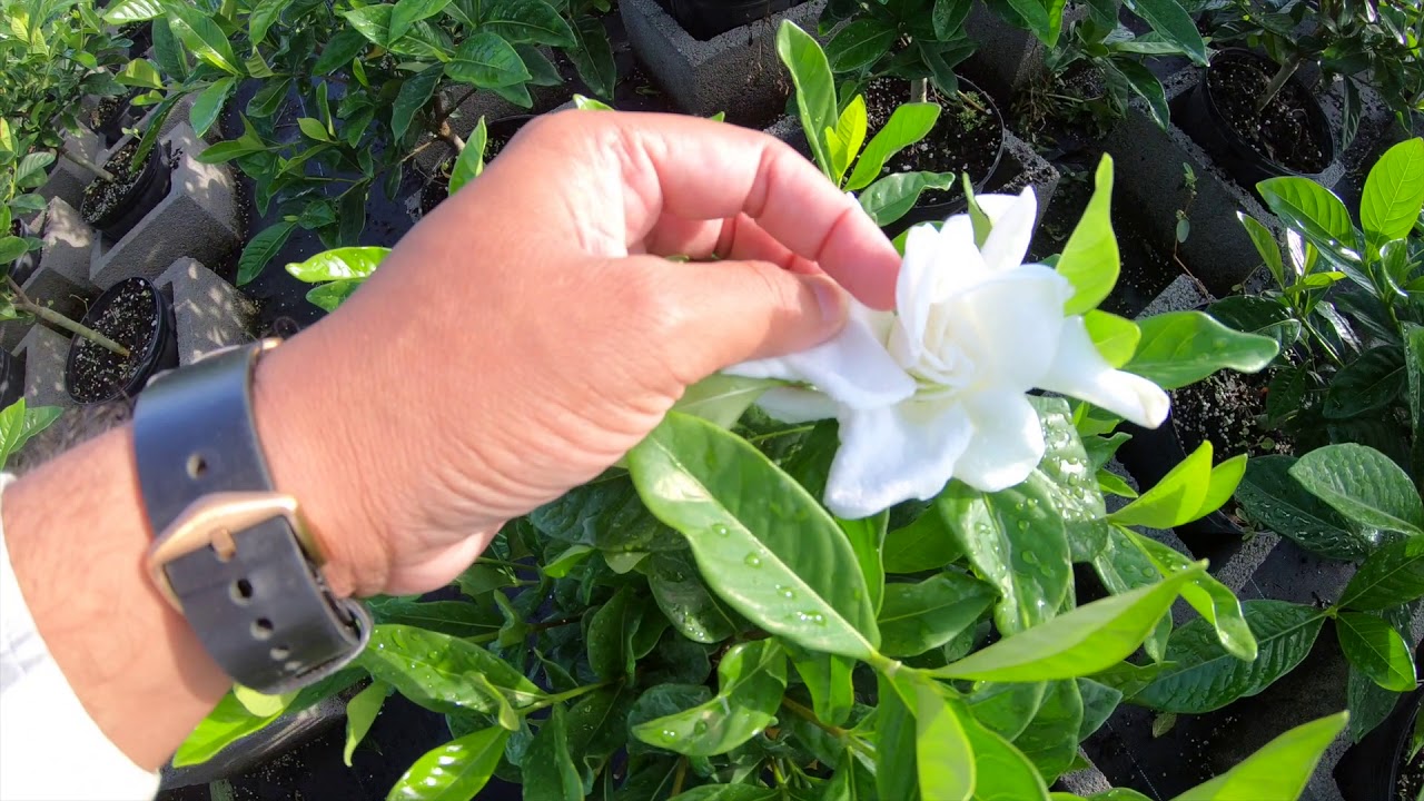 Gardenia Varieties