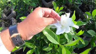 Gardenia Varieties