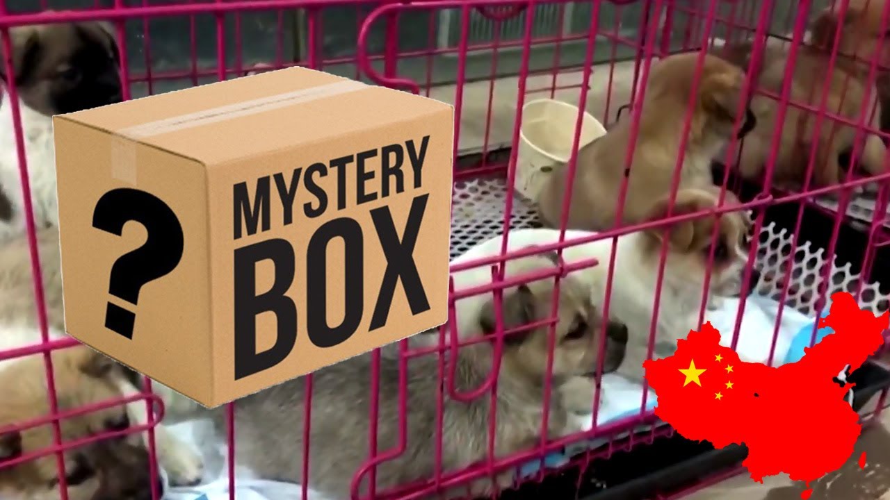 Animal 'Mystery Box' Fad Causes Outrage in China