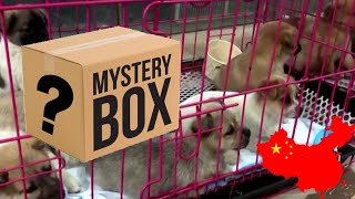 Animal 'Mystery Box' Fad Causes Outrage in China by Emzotic 40,493 views 2 years ago 2 minutes, 31 seconds