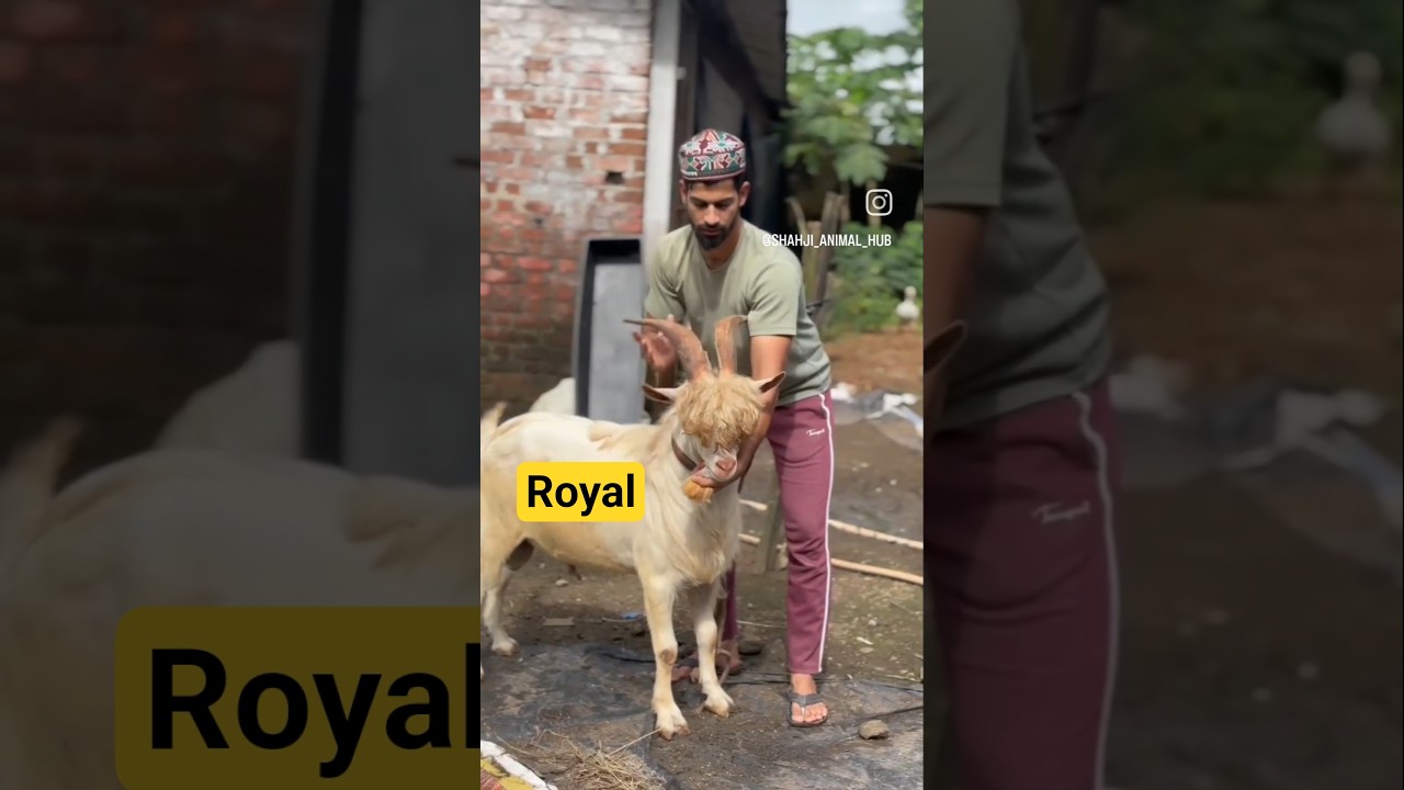 mashallah royal just 2 teeth🦷sanen