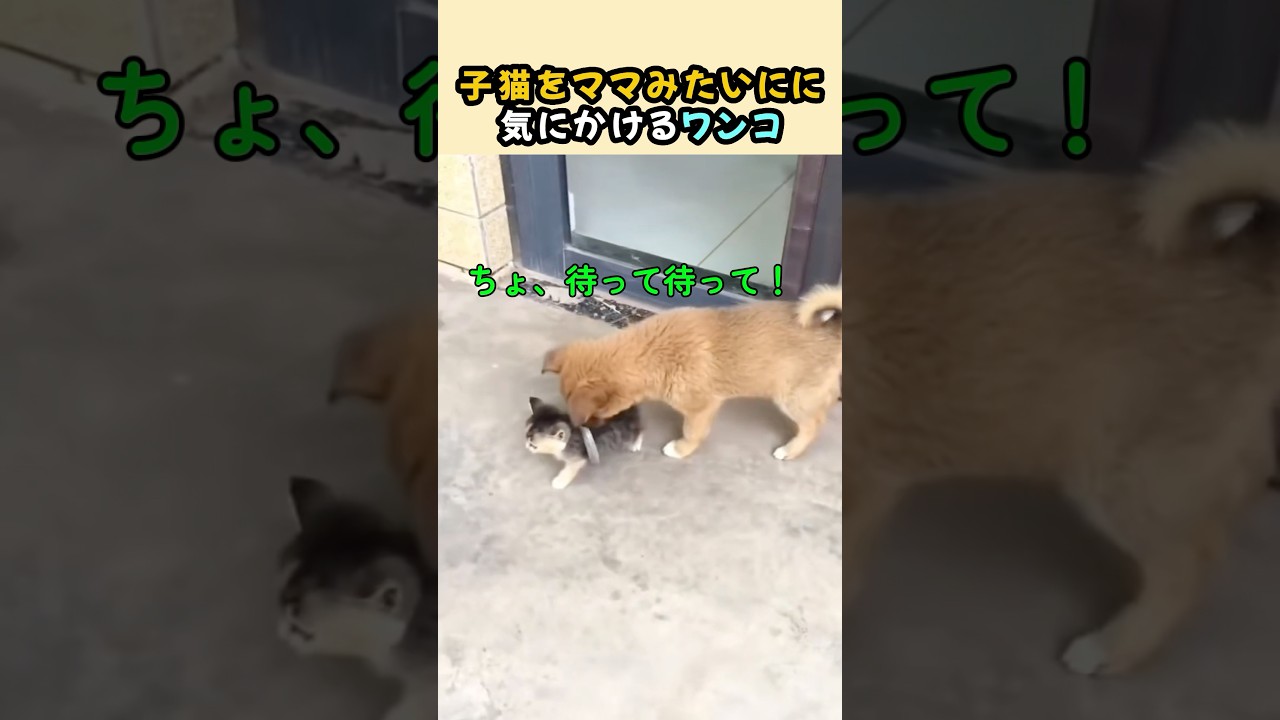 ママみたいなワンコ