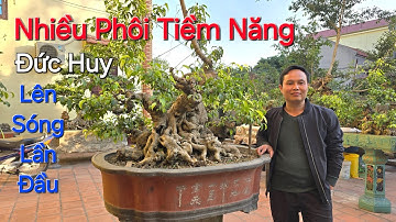 Thăm vườn cây của anh SƠN với NHIỀU CÂY TIỀM NĂNG tại Thuận Thành - Bắc Ninh .