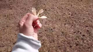 Holy Bible Locust Helicopter Sounds Of Revelation