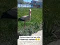 лелека прилітає щодня до сусідки на обід