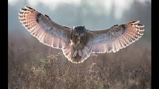 Dj Richie Rich   Boom 2 Melbourne Australia 1992