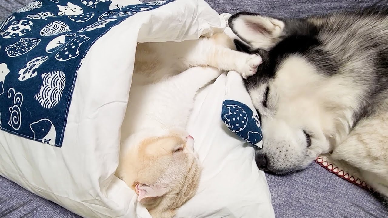 猫用お布団」が届いた！寒がりな猫ちゃんとそれを取り巻くワンちゃん達