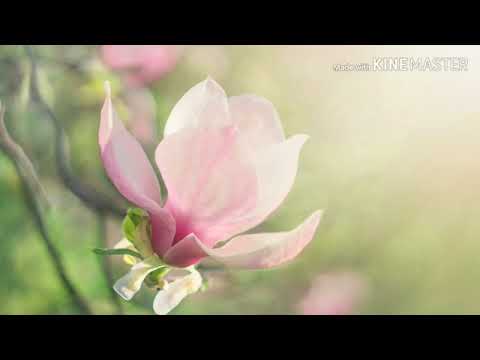 يا حياتي يا فؤادي عبد الله المهداوي240P360P