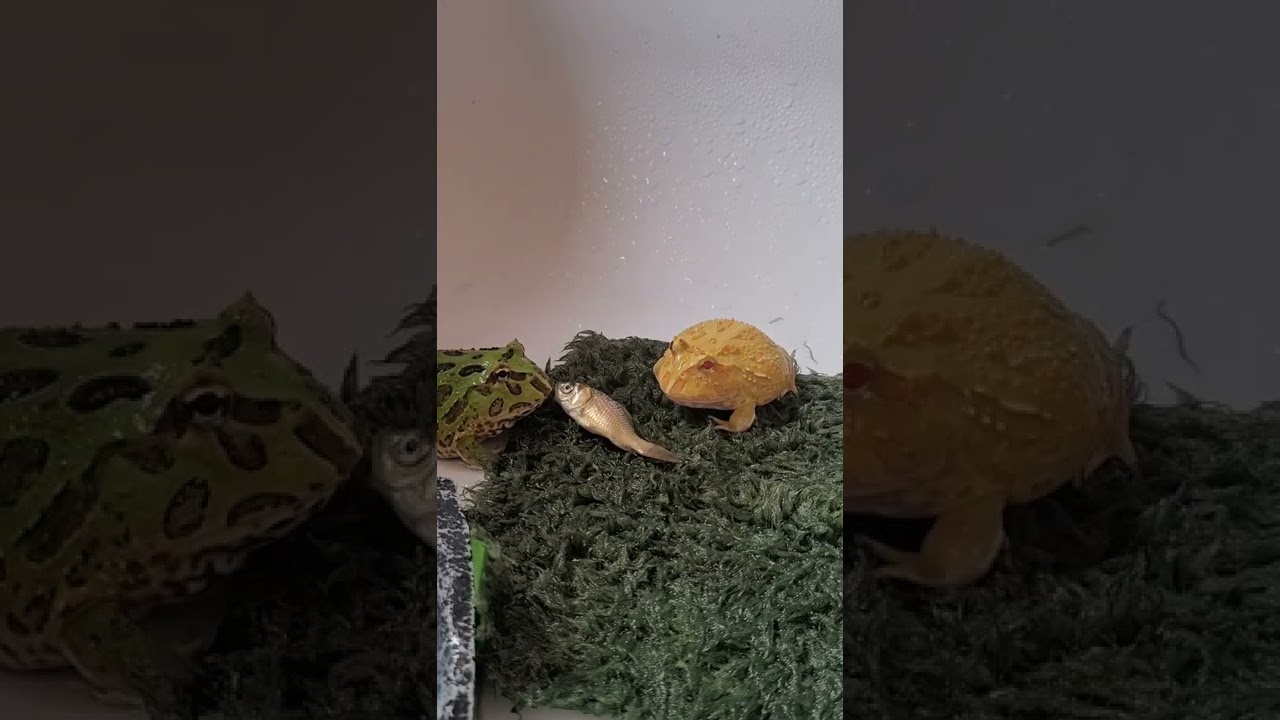 pacman frogs compete for 1 fish