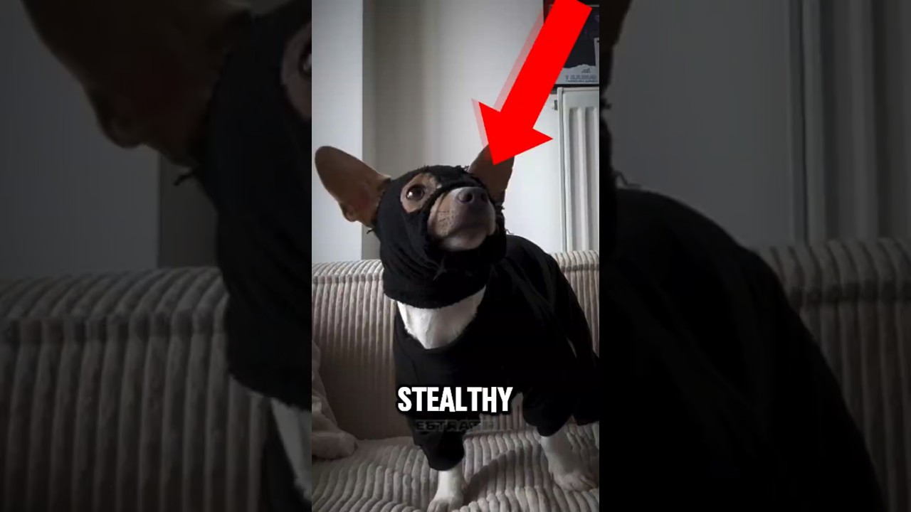 Эта собака отправилась на секретную миссию, чтобы вернуть мяч 🐶❤️