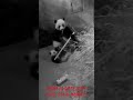 Xiao Qi Ji messes with Mei's big boo stick while she's eating then he climbs her like a mountain 😂😍🐼