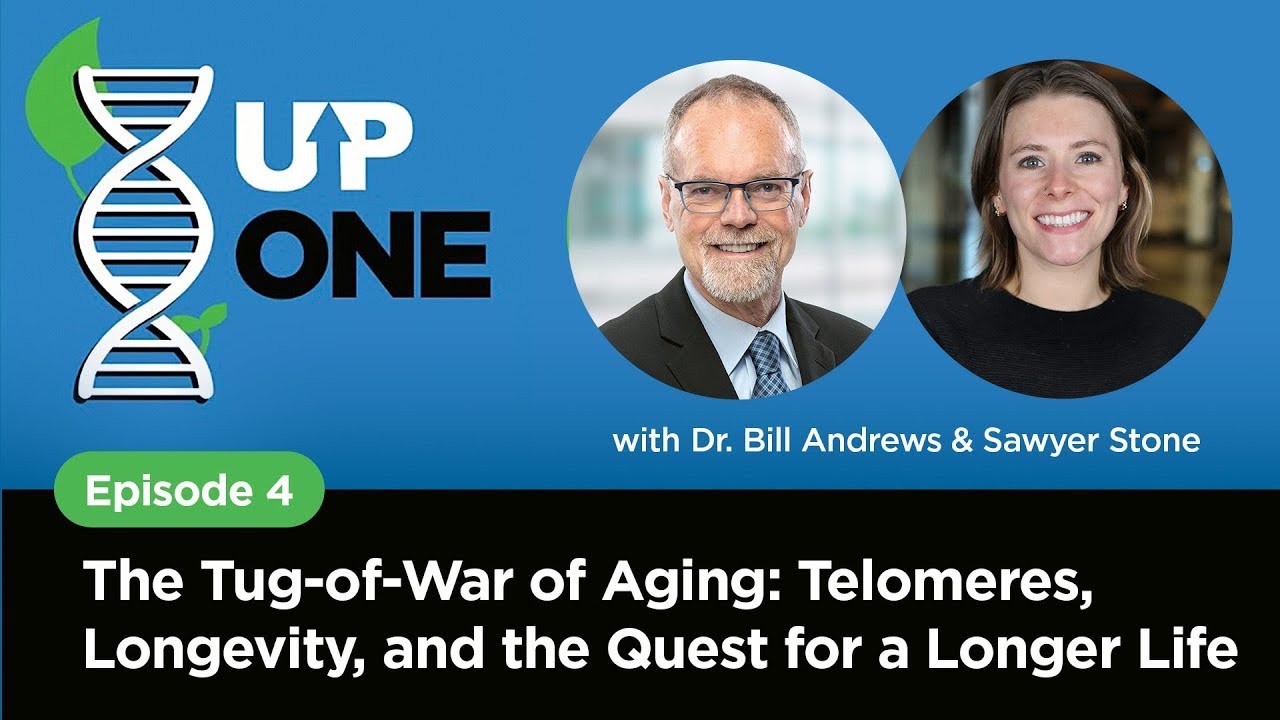 The Tug-of-War of Aging: Telomeres, Longevity, and the Quest for a Longer Life