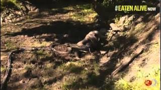 Paul Rosolie with Anaconda at Discovery Channel (Eaten Alive)