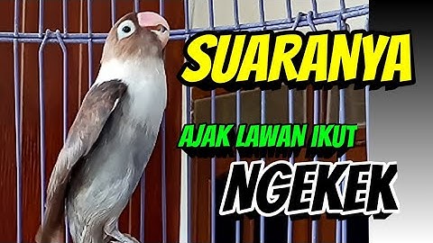 Lovebird Ngekek Panjang DI AWALI Fighter Memanggil, AJAK LAWAN IKUT BUNYI NGEKEK Bersautan
