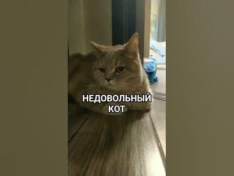 НЕДОВОЛЬНЫЙ КОТ#котики - YouTube