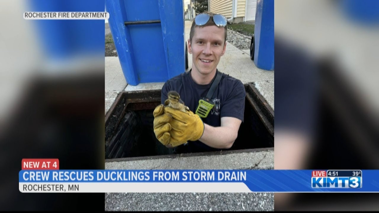 Rochester crew rescues ducklings from a storm drain - YouTube