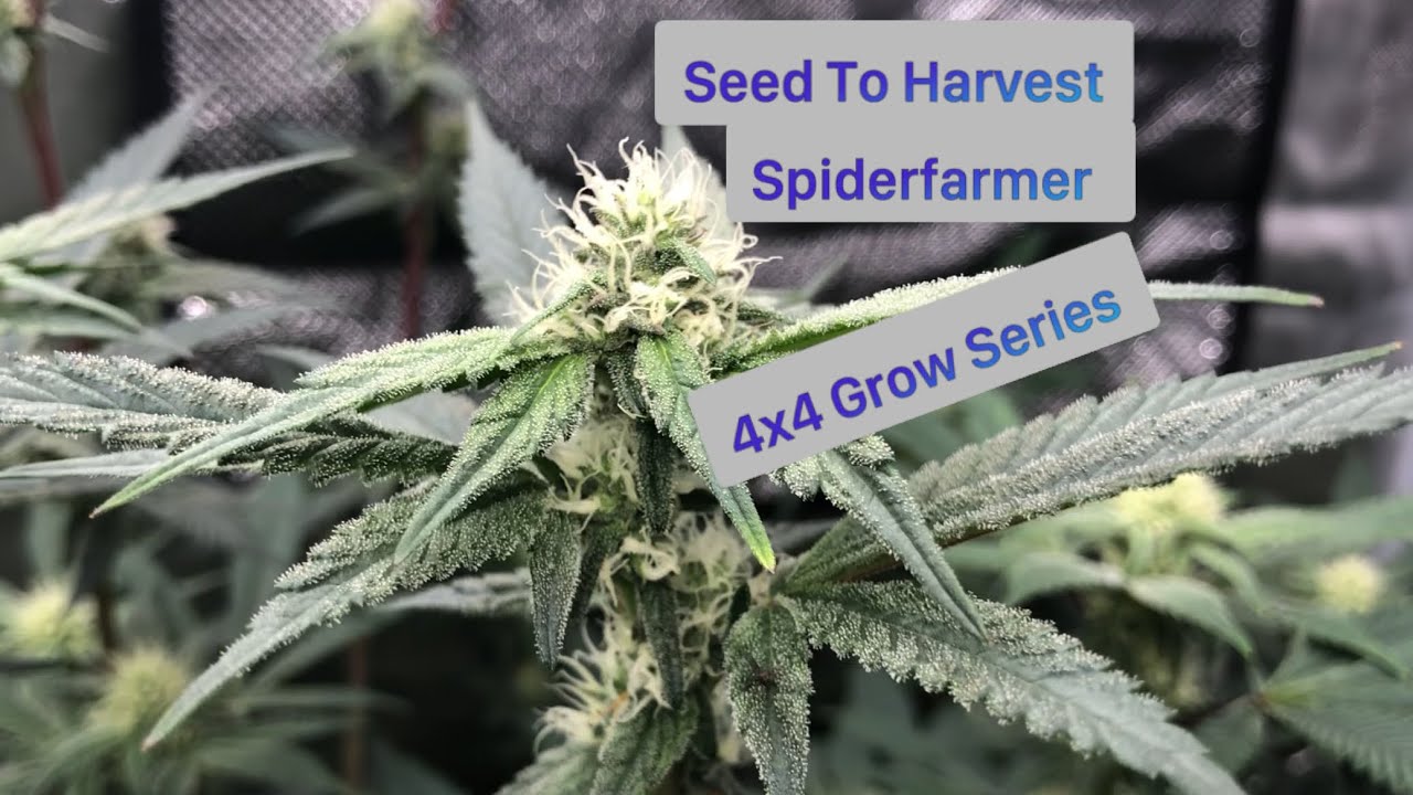 Seed To Harvest Week 4 Flower Spiderfarmer G4500 Grow Light Starfire Genetics in house Genetics