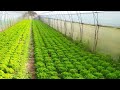 #1 Технології Вирощування петрушки, укропу , кінзи і салатів