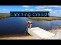 Catching blue crabs by dip net and hand line. Catch and Cook!