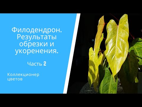 Видео: Philodendron Bipennifolium Информация: Съвети за грижа за филодендроните на цигуланите