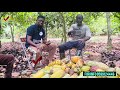 ATEGYA ZITO Storms His 14 Acres Cocoa Farm What S Coming Minority In Troublé Over Cocoa Issues