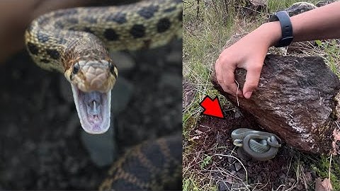 Finding Snakes Under Rocks! Racers, Gopher Snakes, and More!