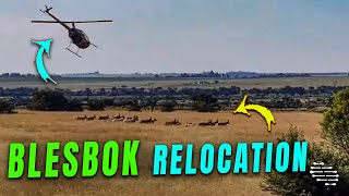 Blesbok Conservation Relocation Process to Safeguard Genetic Diversity