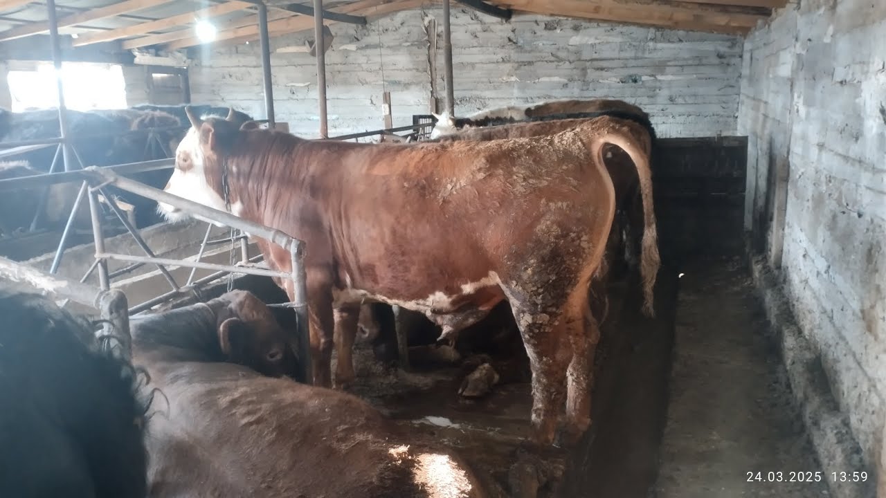 01.04.2025 бордақы бұқа 4 ай 🌙 нәтиже