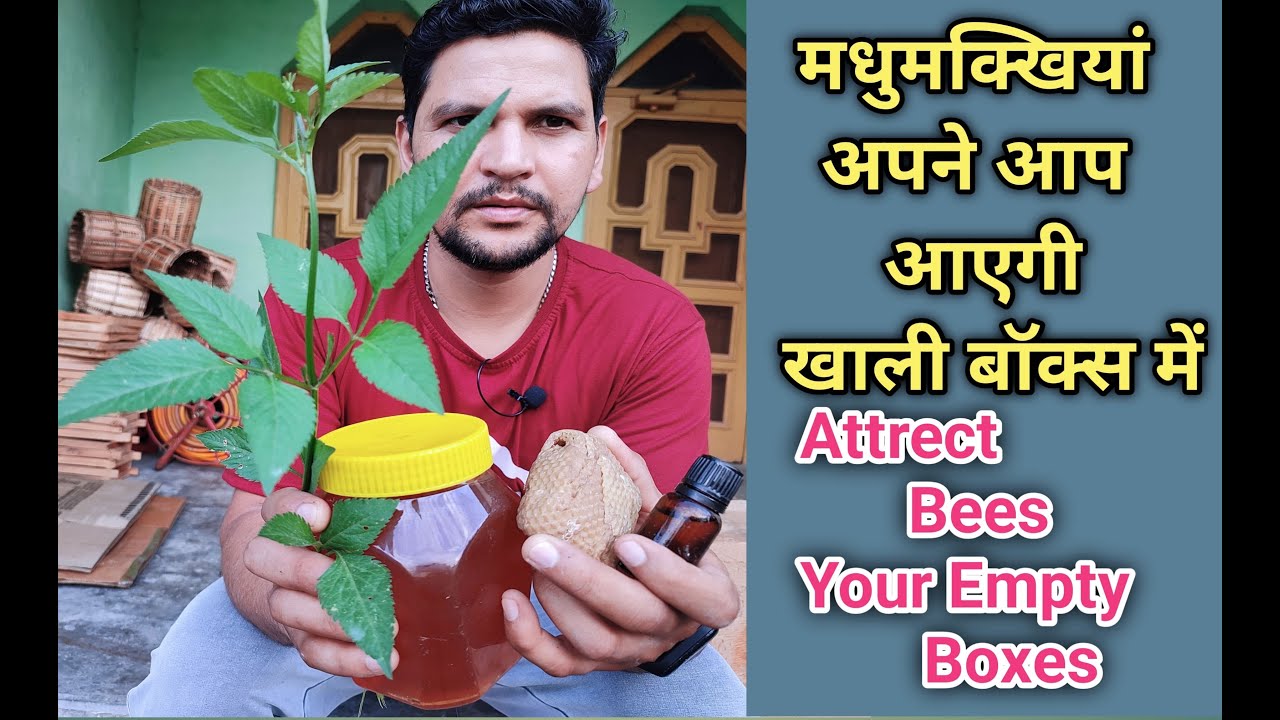 How to attract bees to your hive / देसी मधुमक्खी माहू (एपिस सरना) बॉक्स में अपने आप  आ जाएगी #viral