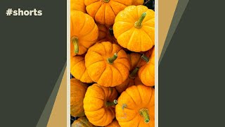 It’s pumpkin season! Here are three tips for when to pick and make sure they last!