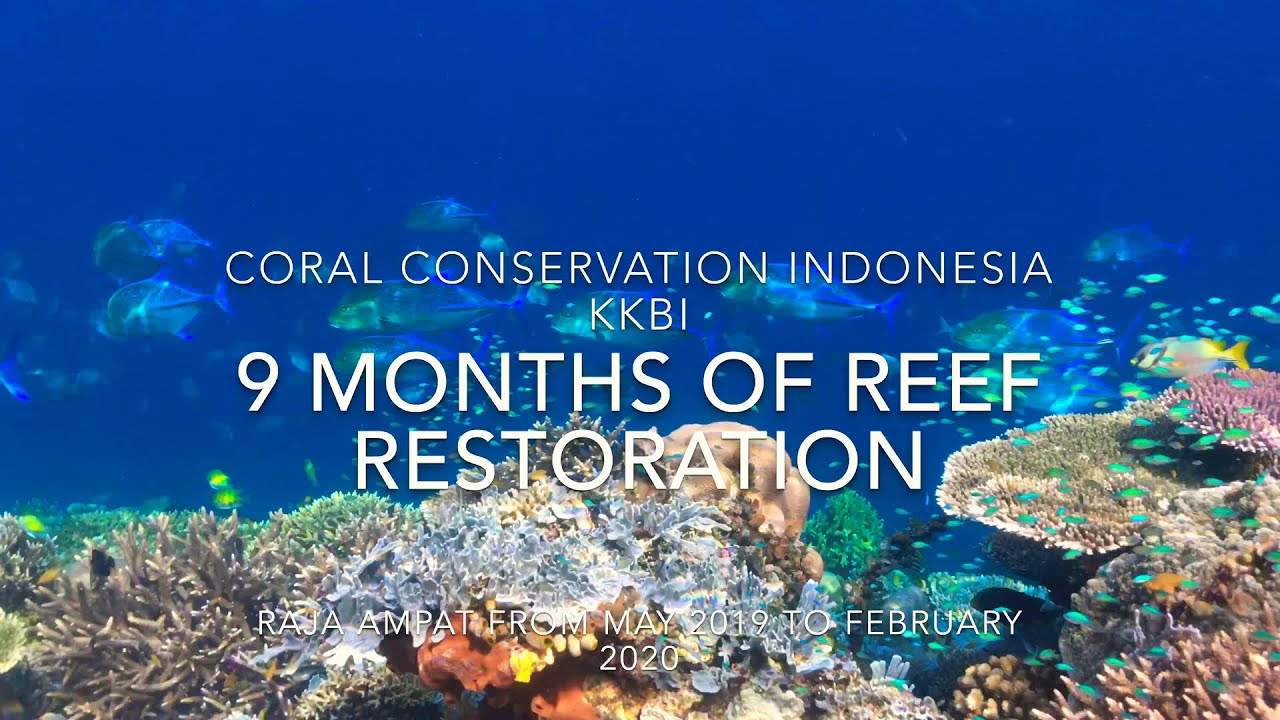 9 months of reef restoration in papua