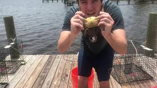 Florida Blue Crab Crescent Lake, FL (Catch, Clean, & Cook)