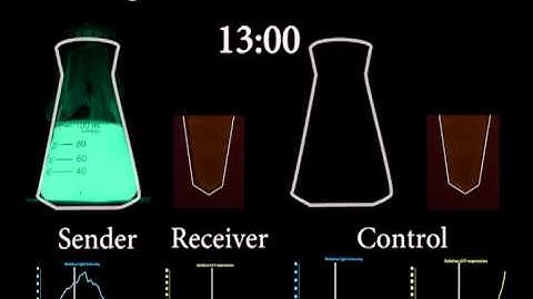 Peking iGEM 2012 Cell-Communication through Light.avi