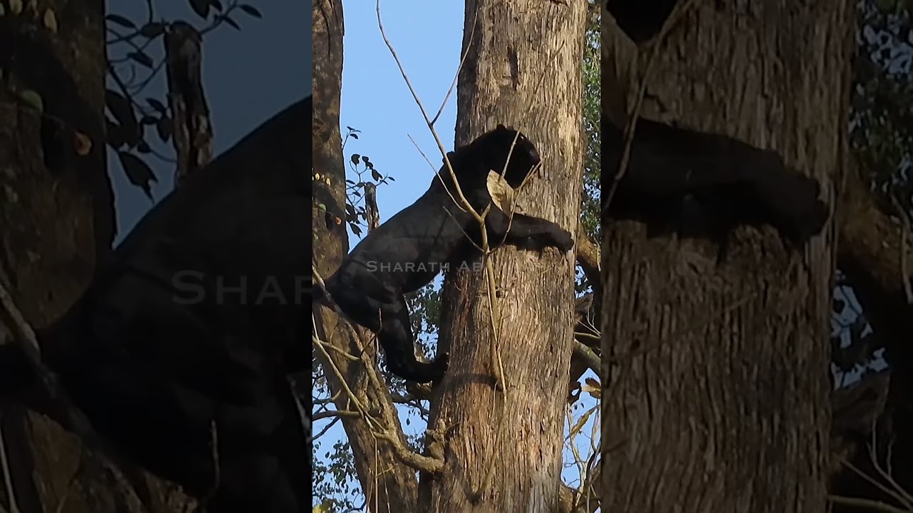 Black panther climbing down the tree 