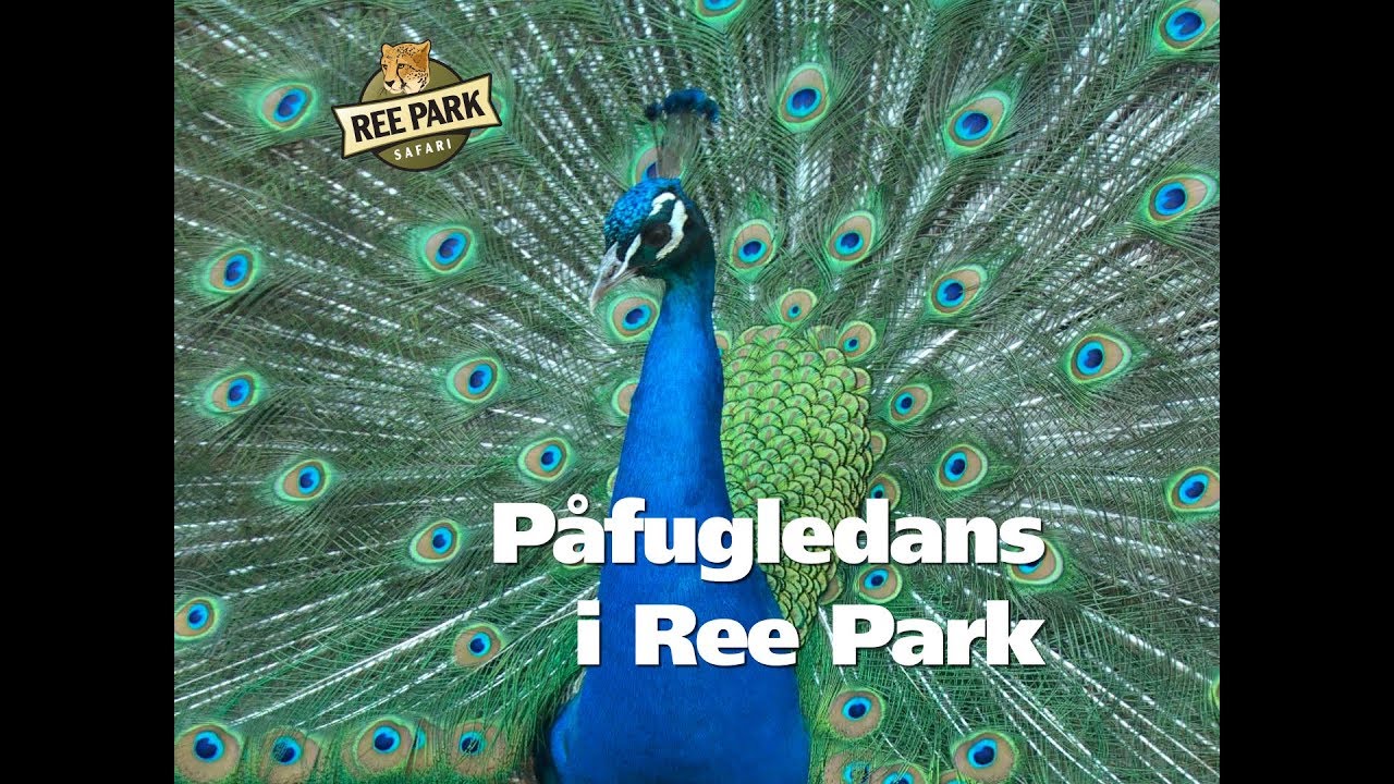 Påfugledans i Ree Park