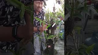 Cara Kreatif Menanam Anggrek Di Pohon Pakis