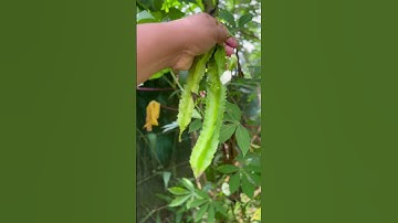 Winged bean harvesting at home, home gardening winged bean, grow your own