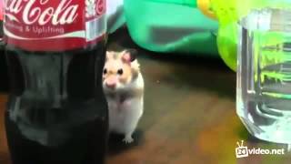 Nerealnoe Chudovishche Ne Dlya Slabyh Duhom