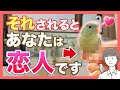 鳥さんがあなたを恋人だと認めたサイン10選